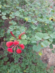 Bauhinia galpinii