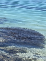 Plicofollis dussumieri