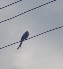 Dicrurus macrocercus