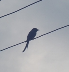 Dicrurus macrocercus