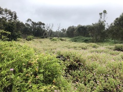 Pelargonium capitatum