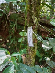 Cyathea lasiosora