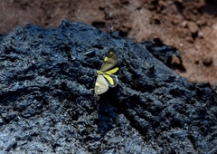 Phaeochlaena lampra