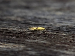 Stathmopoda