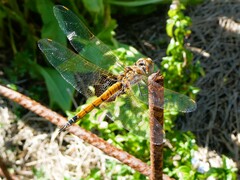Tramea loewii