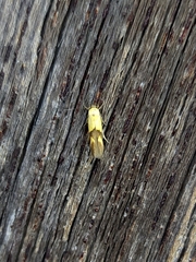 Stathmopoda