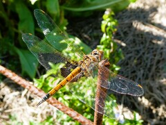 Tramea loewii