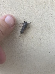 Platypediini