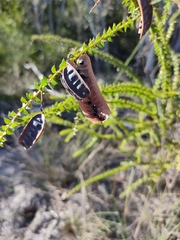 Acacia hubbardiana