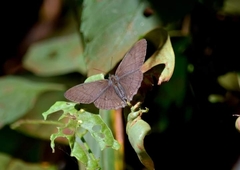 Paryphthimoides poltys