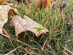 Phaneroptera falcata