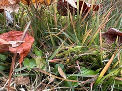 Phaneroptera falcata