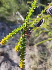Acacia hubbardiana