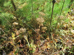 Patrinia rupestris