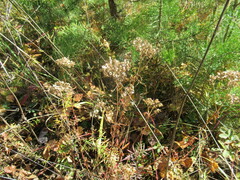 Patrinia rupestris