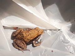 Physalaemus fischeri