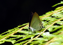 Deudorix hypargyria hypargyria