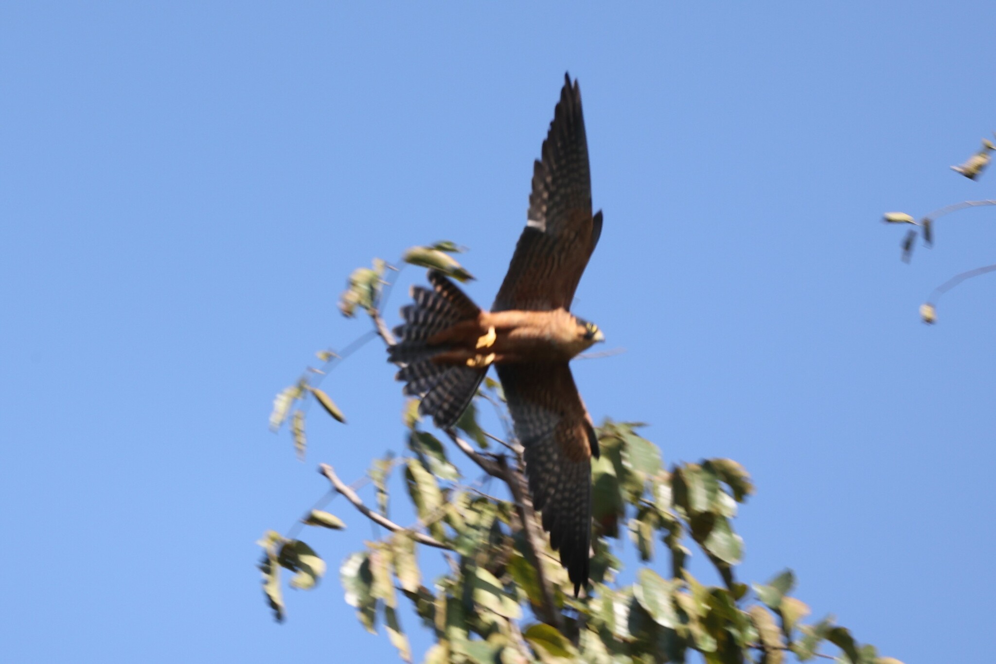 African Hobby (Falco cuvierii), photo 7