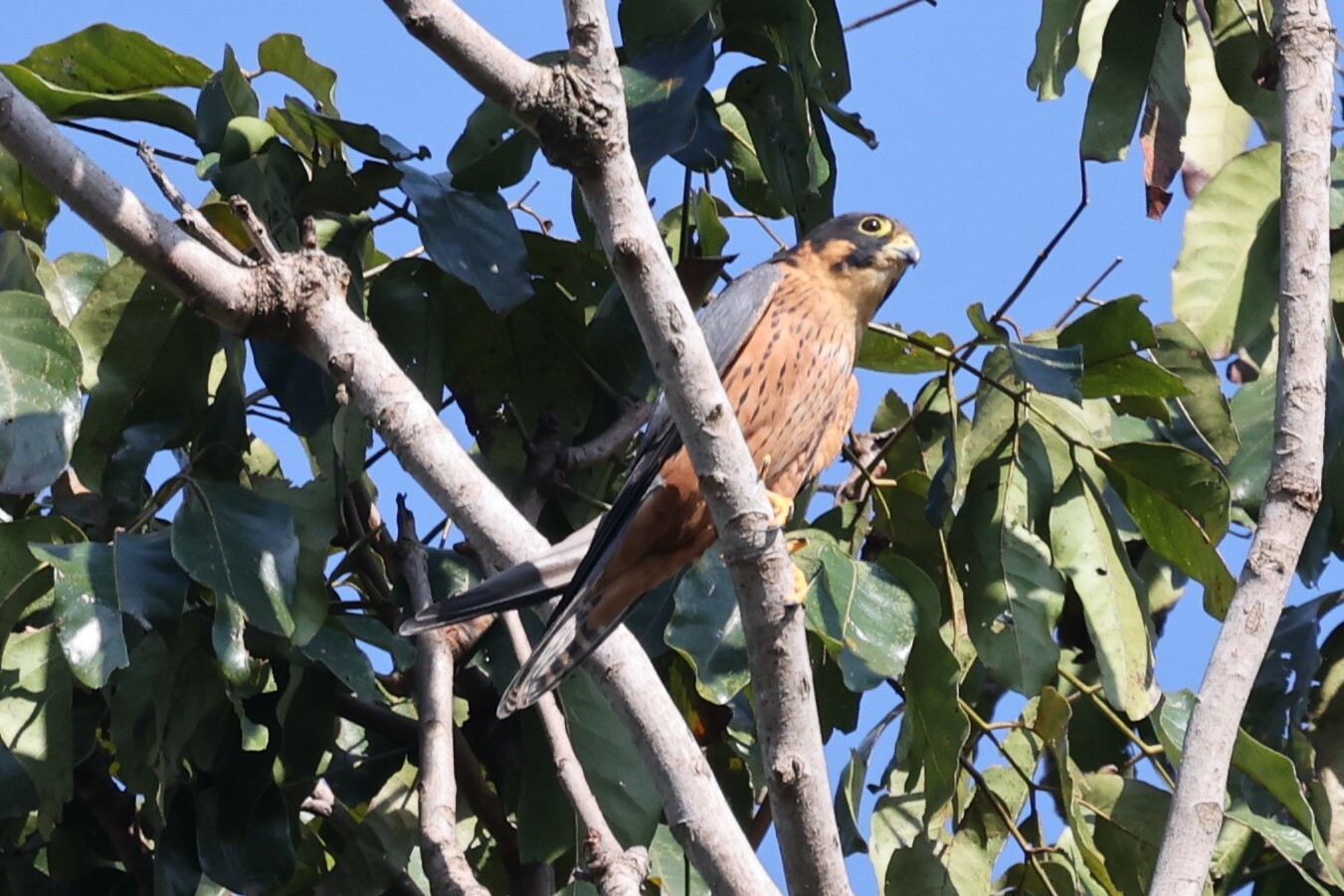 African Hobby (Falco cuvierii), photo 5