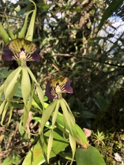 Prosthechea cochleata