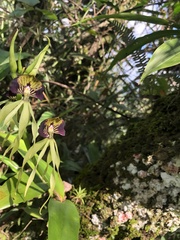 Prosthechea cochleata