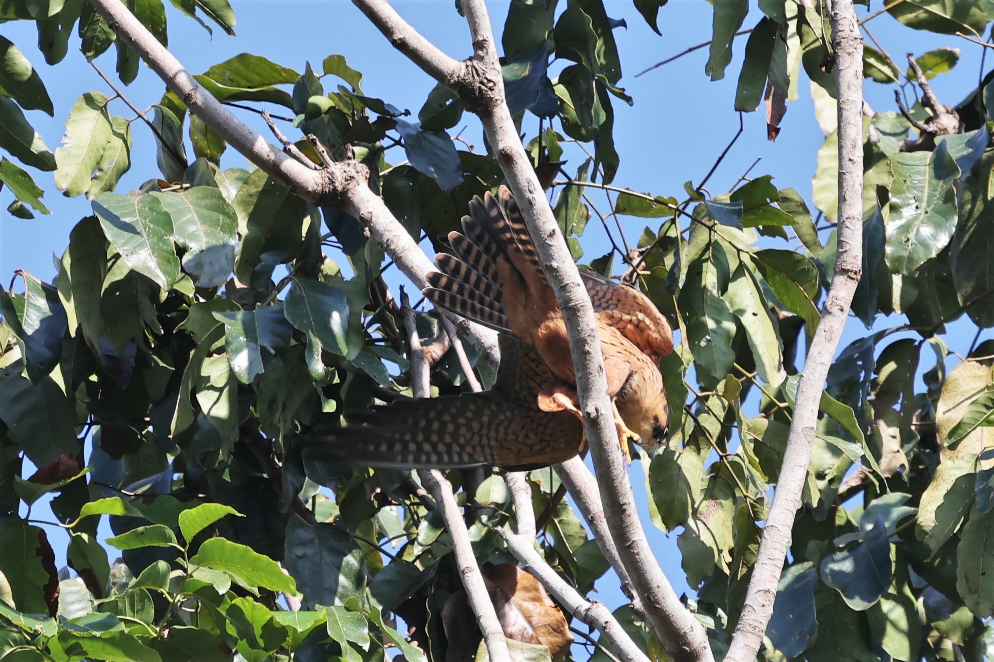 African Hobby (Falco cuvierii), photo 6