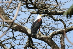 Haliaeetus vocifer