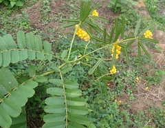 Senna alata
