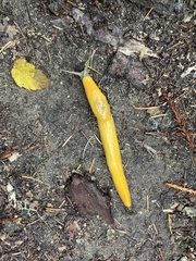 Ariolimax dolichophallus