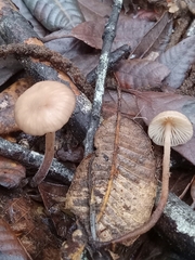 Mycetinis copelandii