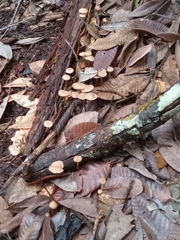 Mycetinis copelandii