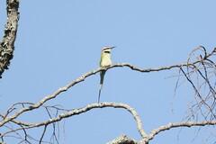 Merops albicollis
