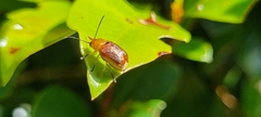 Aporocera