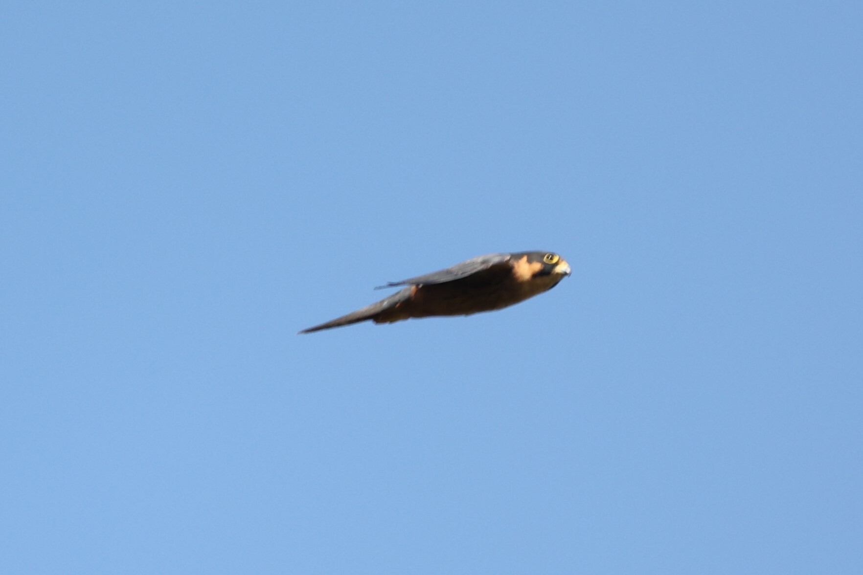 African Hobby (Falco cuvierii), photo 8
