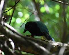 Cyanocorax yucatanicus