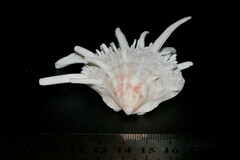 Spondylus victoriae