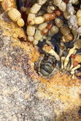 Sypharochiton pelliserpentis