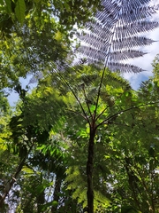 Cyathea lasiosora