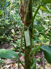 Cyathea lasiosora