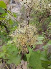 Eupatorieae