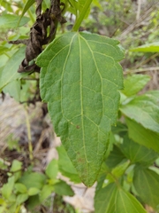 Eupatorieae