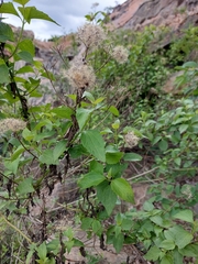 Eupatorieae