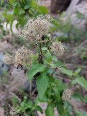 Eupatorieae