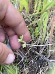 Euphorbia spathulata
