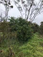 Chamaecytisus prolifer