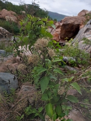 Eupatorieae
