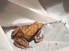 Physalaemus fischeri