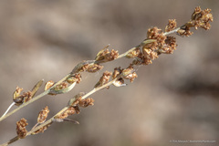 Artemisia spiciformis