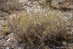Artemisia spiciformis