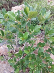 Ficus glumosa
